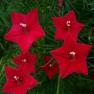 Outsidepride Cypress Vine Red - 100 Seeds