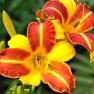 Yellow and Red Daylily Franz Hals - 1 Healthy Bare Root Hemerocallis Plant - 2/3 fans | Ships from E