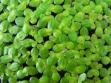 200 LIVE DUCKWEED PLANTS (LEMN…